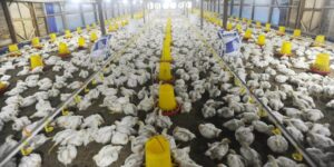 Peternakan Ayam Terintegrasi Rp20 Triliun: Dari Breeding hingga Hilir Siap Dibangun