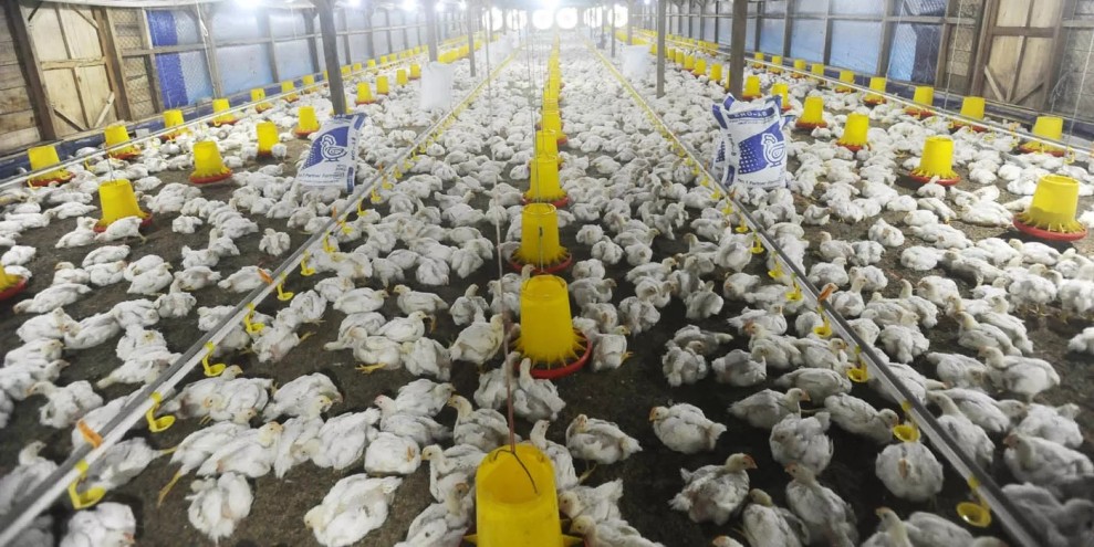 peternakan ayam terintegrasi Rp20 triliun